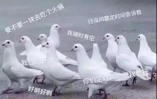 李大叔和他的鸽子