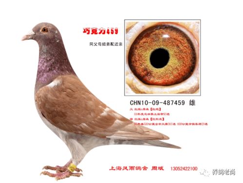 鸽子们安全归巢