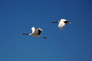 鸽友40只鸽子参与阅兵全飞回，背后故事令人惊叹！