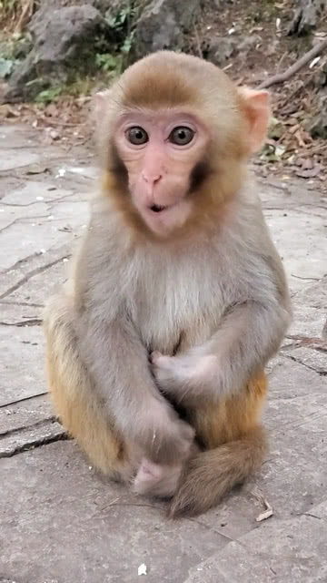 雪饼猴：五行山下五百年的真实故事