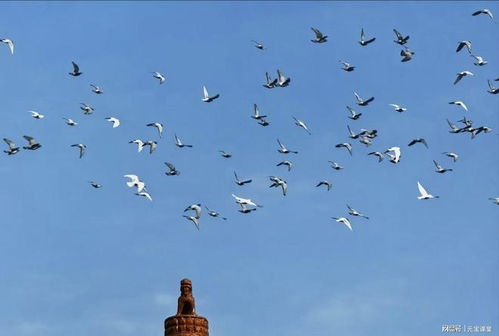 信鸽协会回应：救助落水和平鸽，休息后自会归家