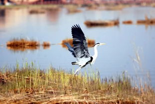 网友救起的带编号和平鸽