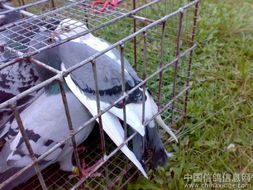 鸽友老李和他的鸽子们