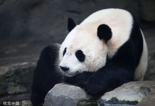 普京回应中俄印‘龙熊象’比喻背后的那些事儿