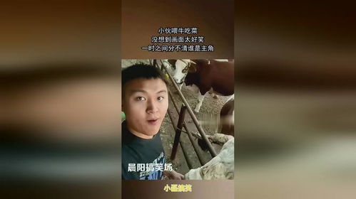 小伙新疆找矿喂牛意外走红，背后故事真精彩！