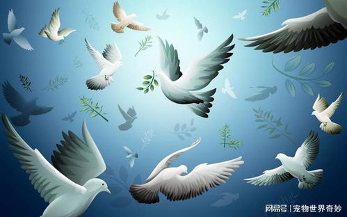 鸽主迎回和平鸽