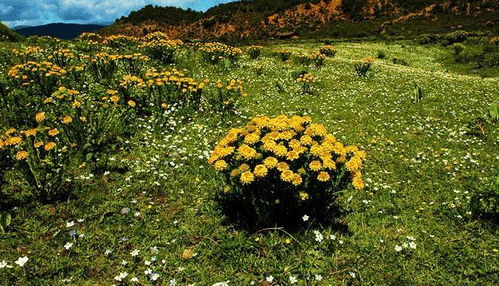 绚烂多彩的花海