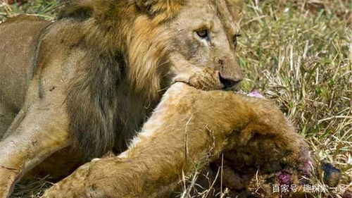 雄狮在草原上奔跑