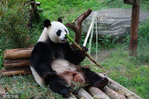 普京回应‘龙熊象’比喻：熊就是熊，我们还有老虎！