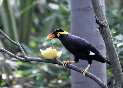 那不是夜鹭！竟是一只胖鸽子？