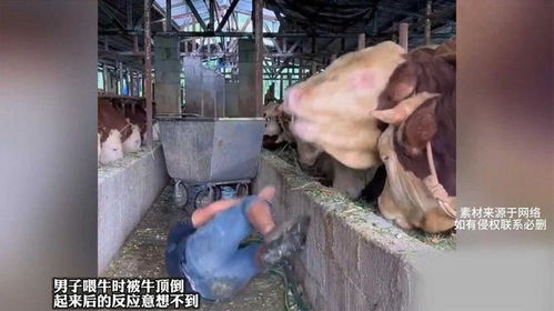 小伙喂牛被拍瞬间