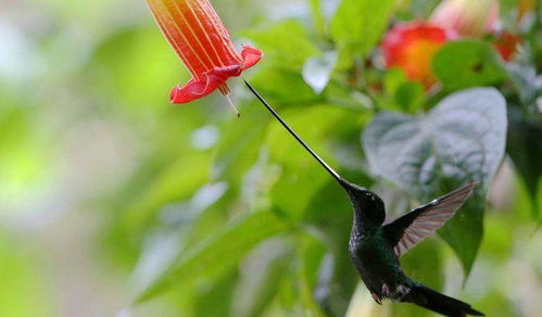 这只溜出去50多小时的和平鸽终于平安到家啦