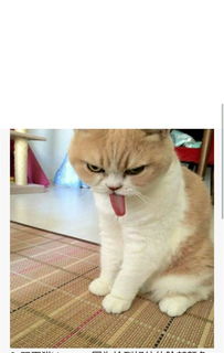 猫咪掉火锅现场画面