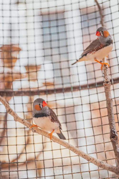 听泉鉴宝客串雀骨背后的神奇故事