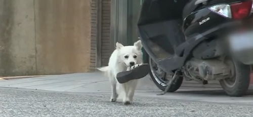 宠物狗调皮捣蛋