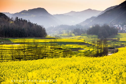 加拿大代表团访华谈油菜籽出口，“汽车换油菜籽”成热门话题