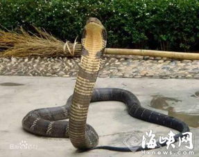 惊悚！男子错认毒蛇当宠物耍，惨遭眼镜王蛇致命咬击