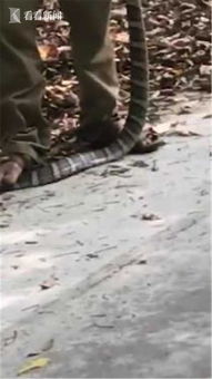 村干部回应男子被眼镜王蛇咬死，背后故事引深思！