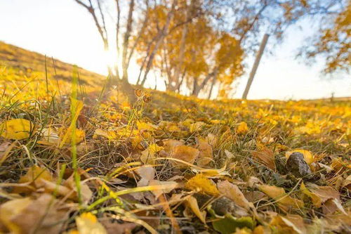 花自飘零水自流，那抹哀愁在我心间流淌