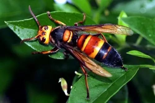 男子被马蜂蛰伤过敏性休克死亡，两家养蜂邻居被判巨额赔偿