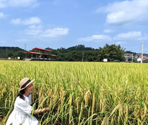 今日白露，秋意渐浓的诗意时光