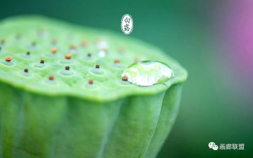 今日白露：探寻白鹿与敖瑞鹏新剧背后的诗意韵味
