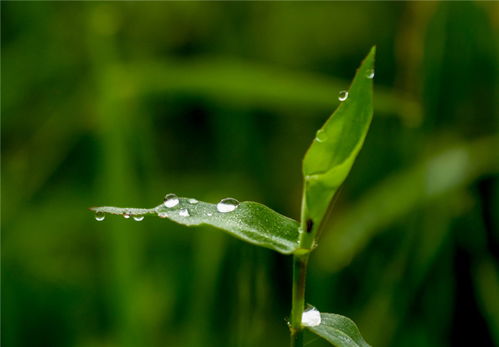 今日白露，这些海报让你沉浸秋意之中