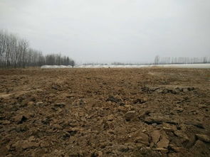 被占用的基本农田景象