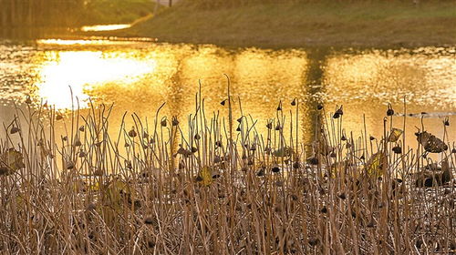 静谧的湖面上倒映着残败的荷花