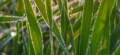 邂逅白露节气中的中式美学