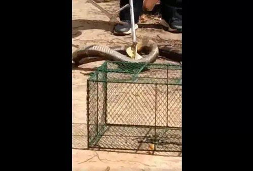 女子回应小蛇钻入家被黄鼠狼拽出，惊魂未定讲述事发经过