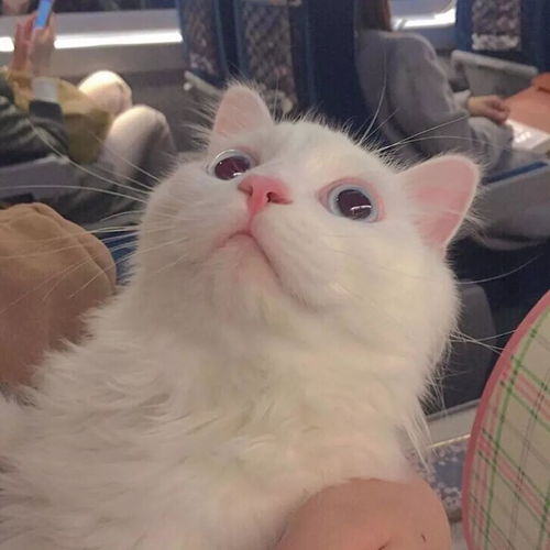 AI机器萌宠企业「Ropet萌友智能」完成数千万A1轮融资啦！