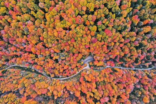 泽连斯基再提‘胜利计划’，乌局势愈发扑朔迷离