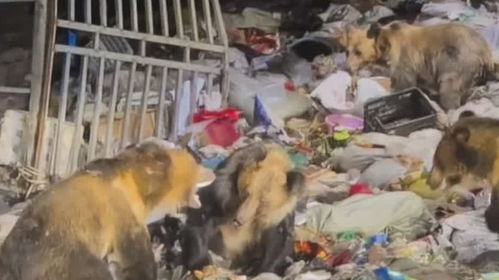 西藏某县垃圾场惊现藏马熊觅食，背后真相令人深思