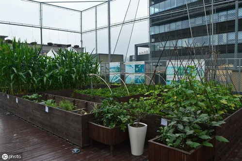 每日一探宝藏吧 | 阳台种菜吧的秘密大揭秘！