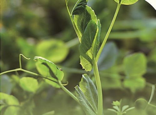 北向阳台种的叶菜类