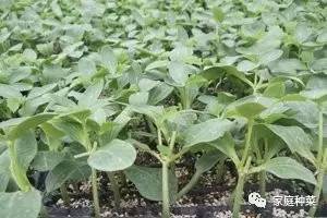 南向阳台种的黄瓜和番茄