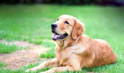 主人住院狗狗叼雨布遮盖芝麻，这份忠诚令人动容！