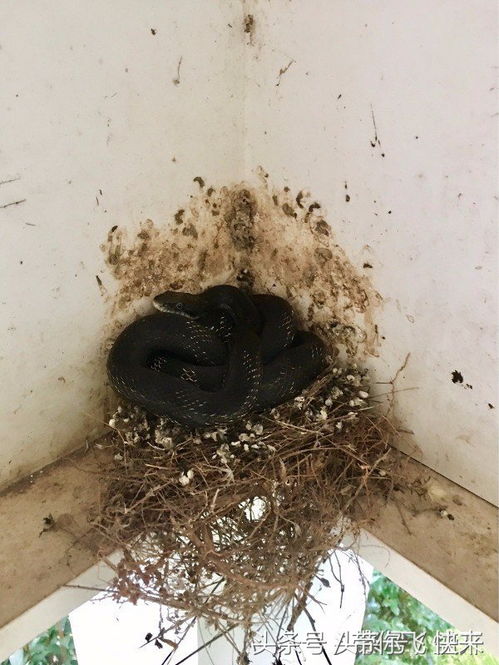 惊险！九寨沟酒店惊现毒蛇，小孩竟伸手抚摸