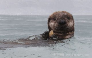 万千气象看浙里——水獭的奇妙世界