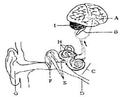 骨胶水与骨骼契合示意图