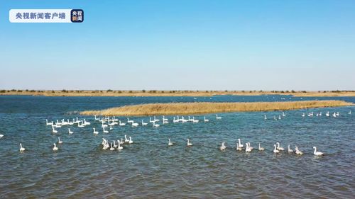 黄河口国家公园美景