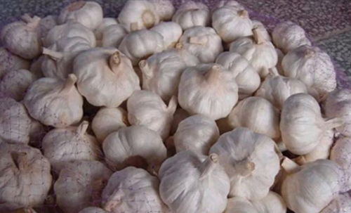 超懂人心的大蒜，背后故事太暖心！