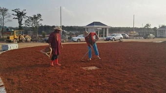 父辈们在沙漠种树