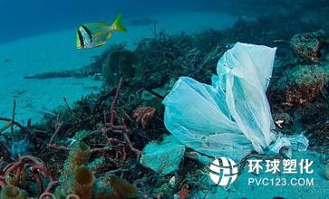 海洋生物被垃圾困扰