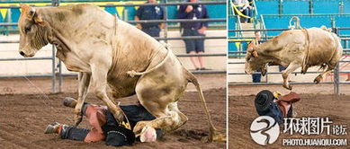 公牛愤怒地向前冲