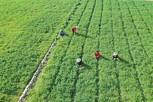 网红‘农村细妹’猝然离世，年仅46岁，背后故事引人深思