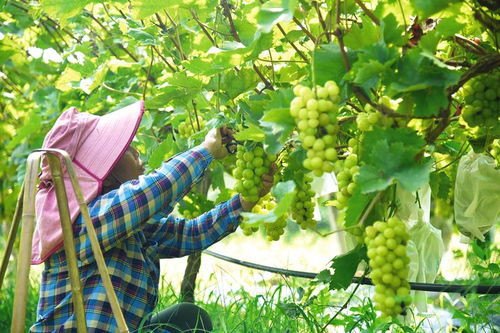被新农人的打卡视频馋到，抖音上的新农人们太牛啦！