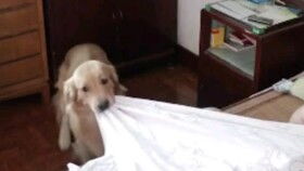 金毛犬模仿主人走路