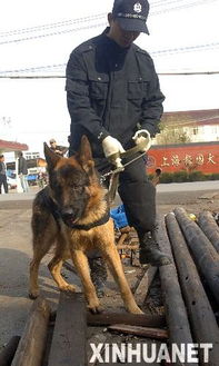 ‘黑狼’成中国警犬LOGO形象犬，背后故事令人惊叹